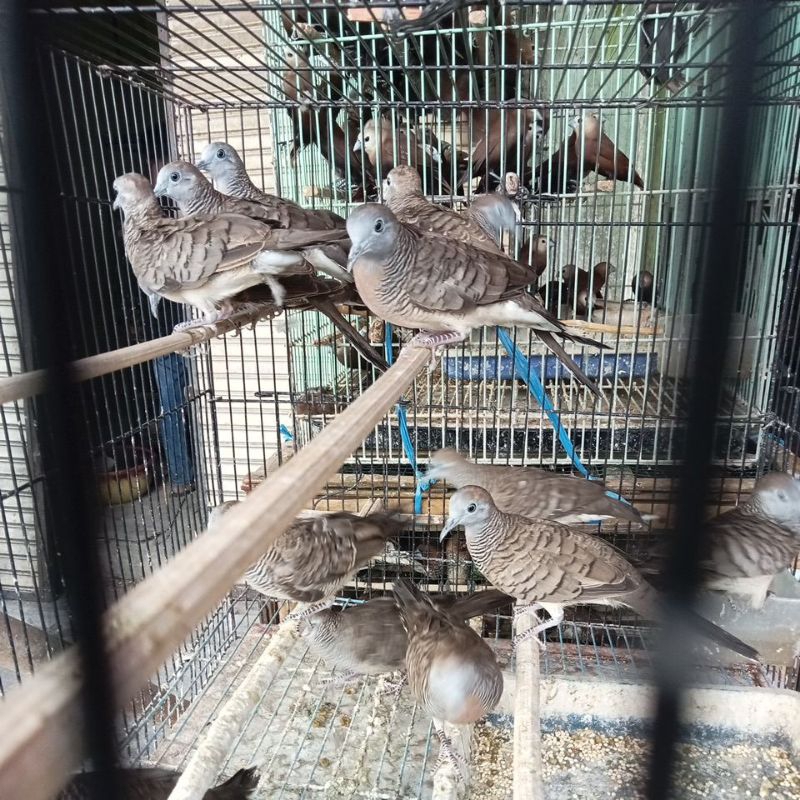 burung perkutut lokal