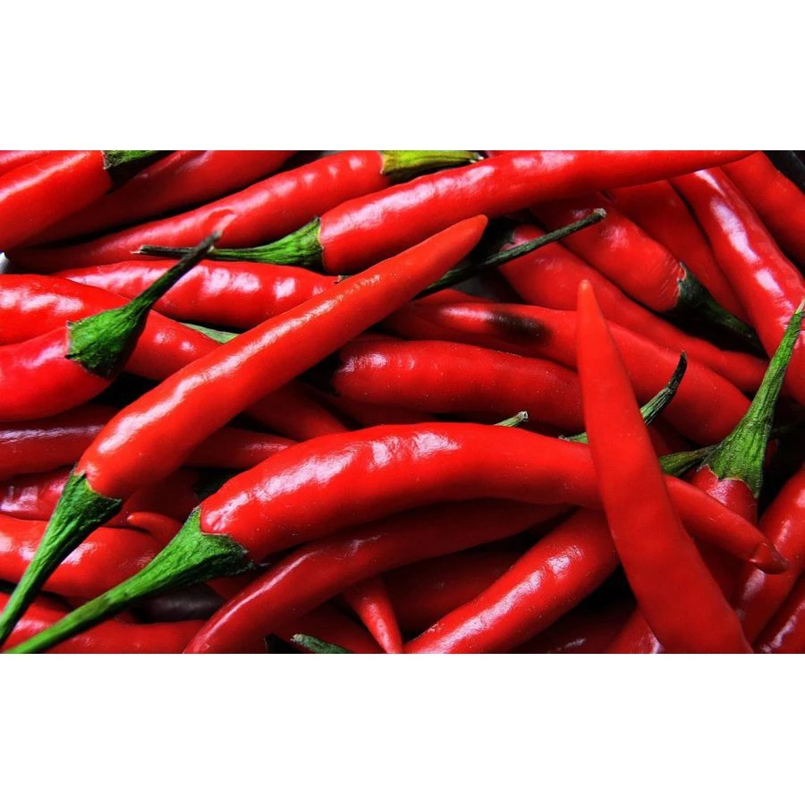 

Cabe Bubuk Pedas Dahsyat Level 50, Jual Bubuk Cabe Pedas Dahsyat Level 50 Murah Enak Aman Terbaik