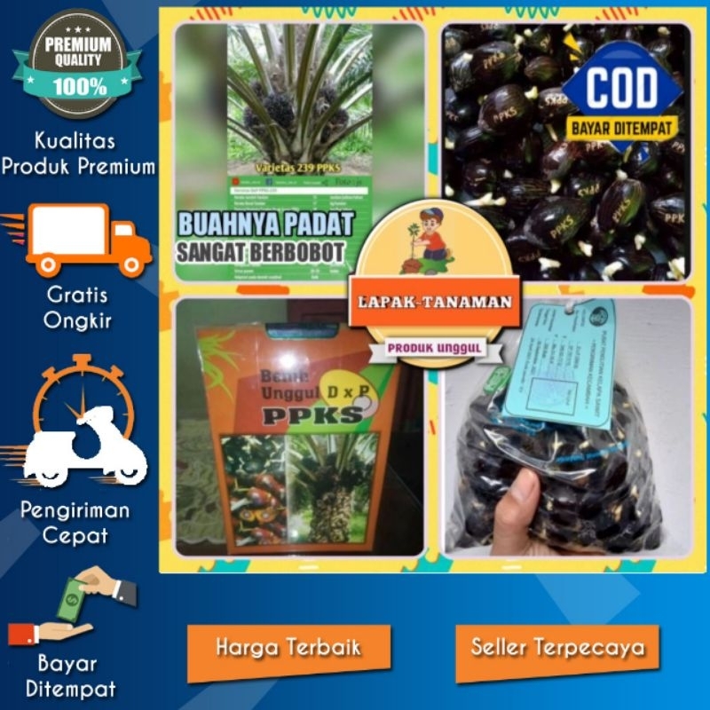 BENIH UNGGUL DXP PPKS 239/PPKS 540 ISI 250 BUTIR BERSERTIFIKAT