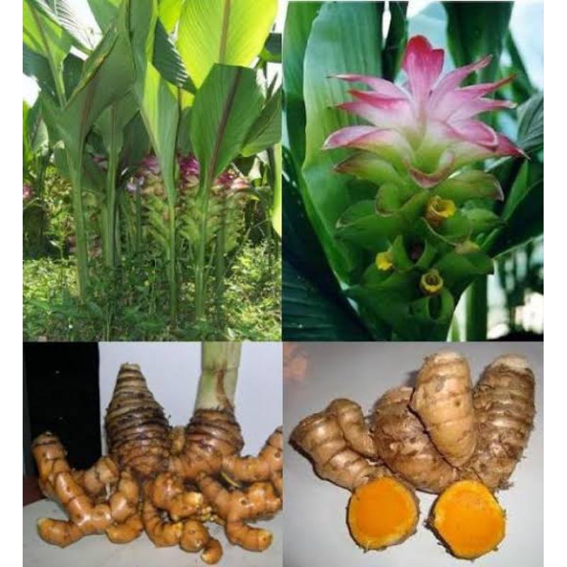 

Temu Lawak seger 1kg atau koneng gede cocok buat, Herbal