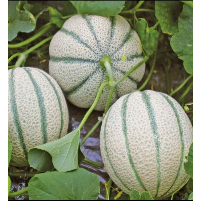 

Melon manis super renyah