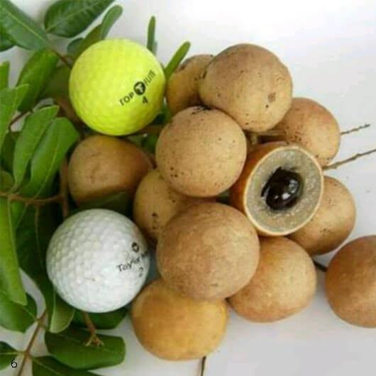 BIBIT KELENGKENG PINGPONG HASIL OKULASI