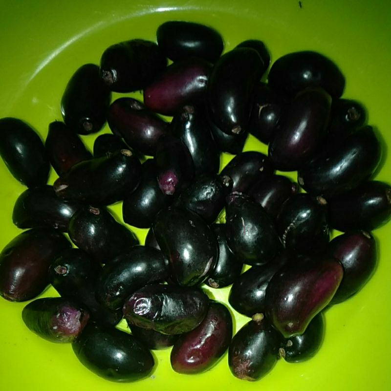 

Buah Juwet Duwet Nduwet jamblang