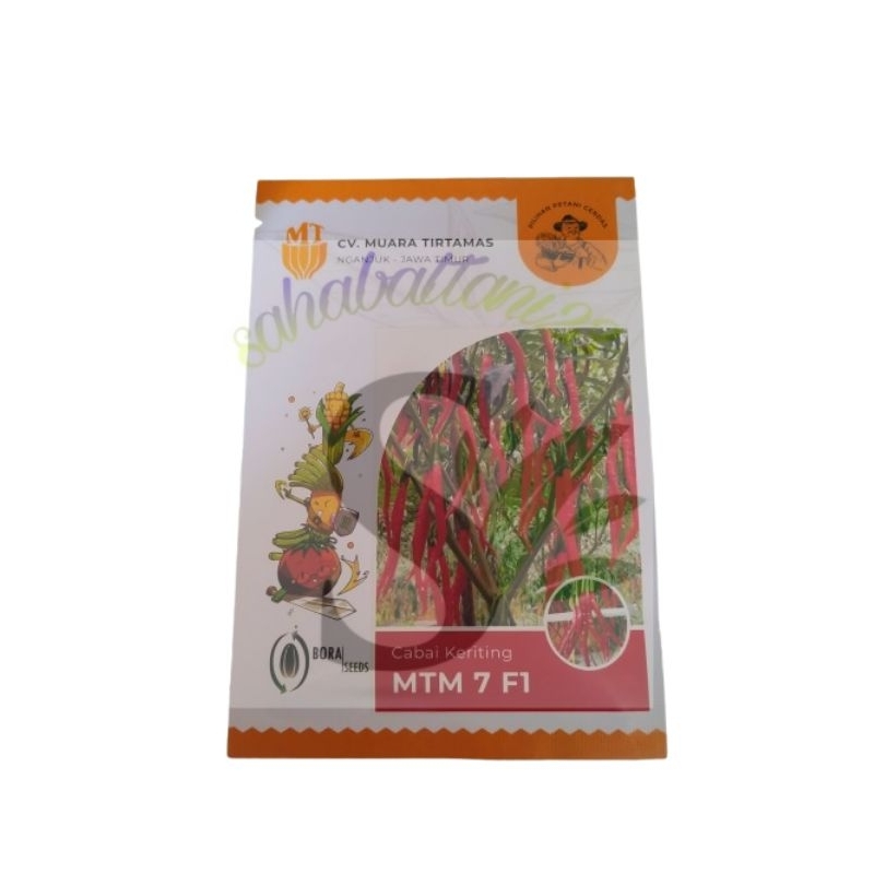 Benih Cabe Kriting MTM 7 F1 berat 10 gram