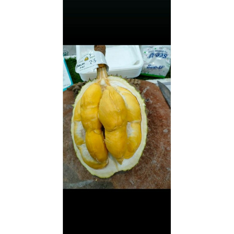 

Durian bawor utuh fresh -+ 2.8 kg /