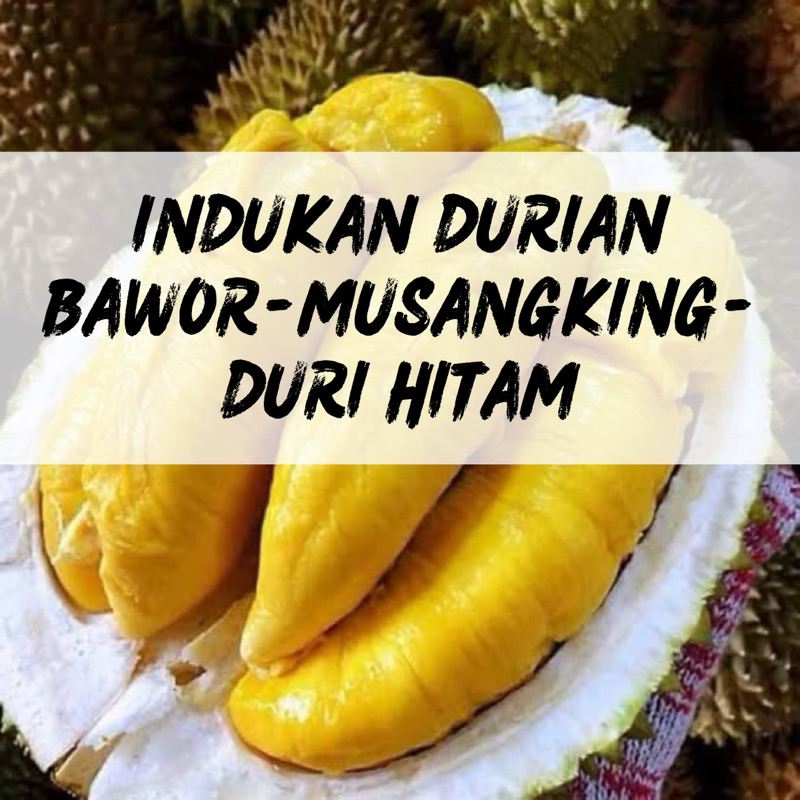 PACKING KAYU - Bibit tanaman indukan durian jenis bawor musangking  duri hitam montong dan super tem