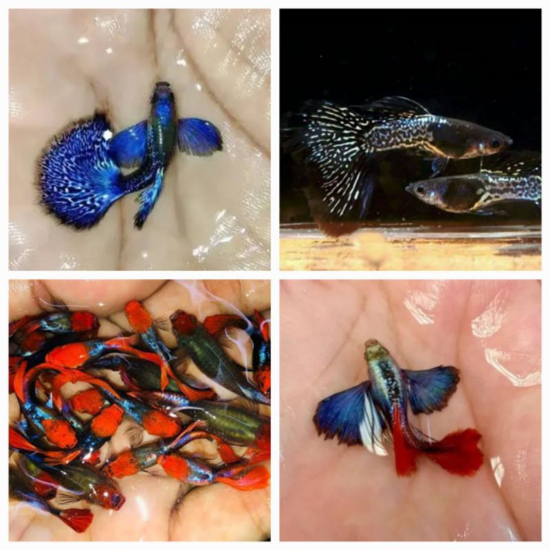 

HIASAN AQUARIUM GUPPY PAKET 4