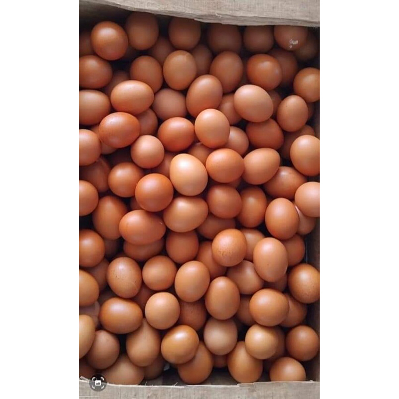 

Telur Ayam-Ras Asli 100% || Harga per-pcs