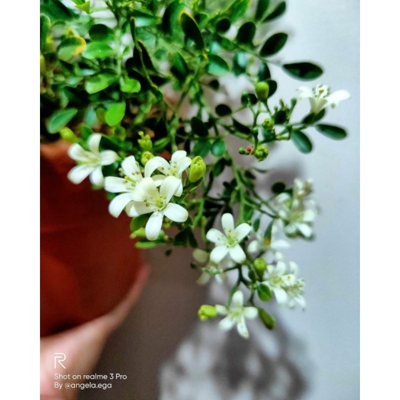Tanaman Bahan Bonsai Kemuning Mikro Bunga Putih / Tanaman Bunga Kemuning Mikro / Orange Jessamine / 