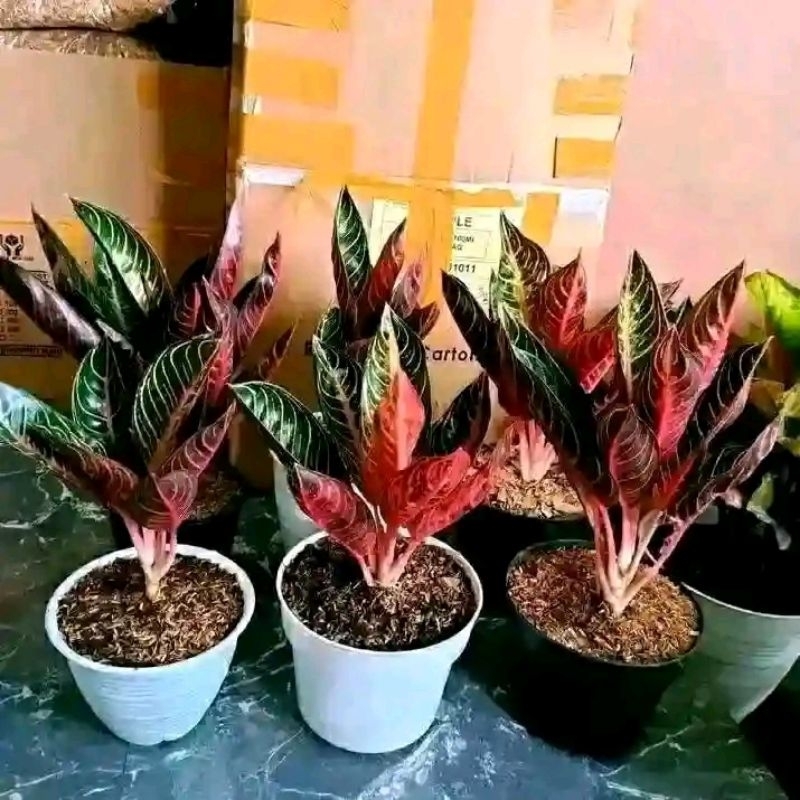 Aglonema Red Sumatra Tanaman aglonema