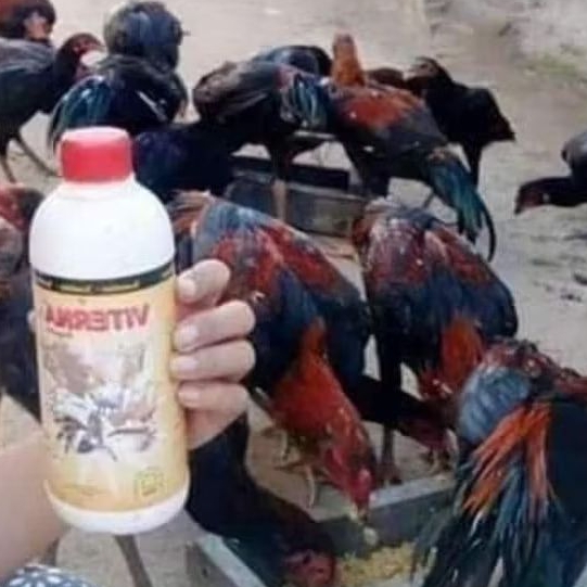VITAMIN AYAM VITERNA ORGINAL 500cc Makassar Tani
