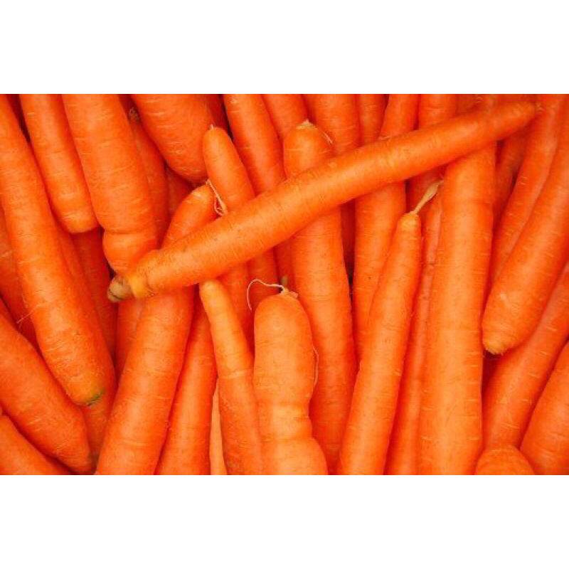 

Wortel Segar || Harga per-kg