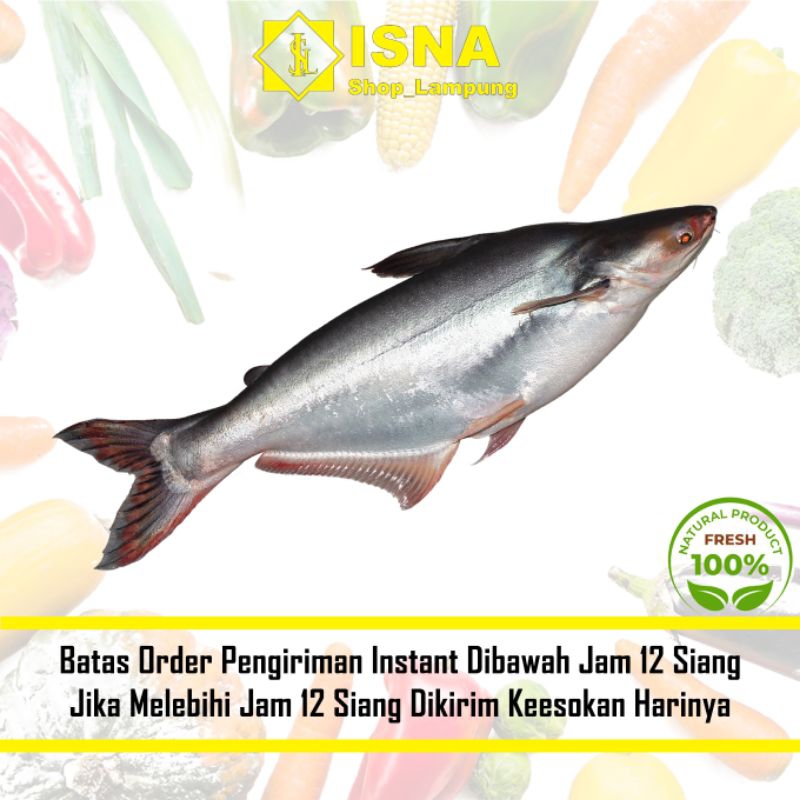 

Ikan Patin Seger 1 kg - Sayur Fresh