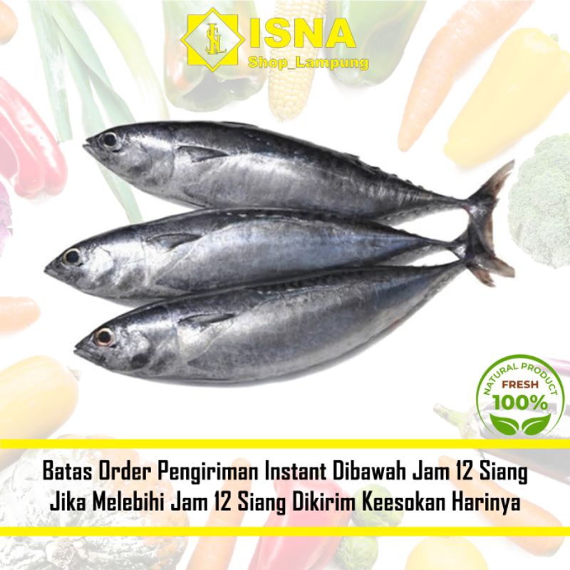 

Ikan Tongkol Segar 1 kg - Sayur Fresh