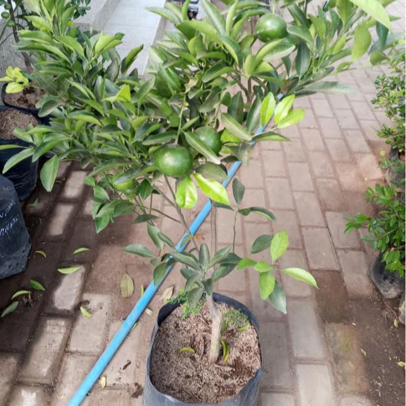 bibit santang madu sudah berbuah