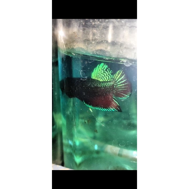 

IKAN CUPANG KATONG TARUNG ADUAN