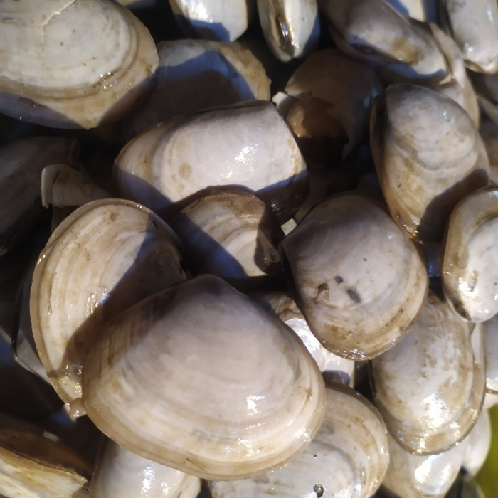 

Kerang MTF Kerang Madu @250Gram,500 Gram - 1KG