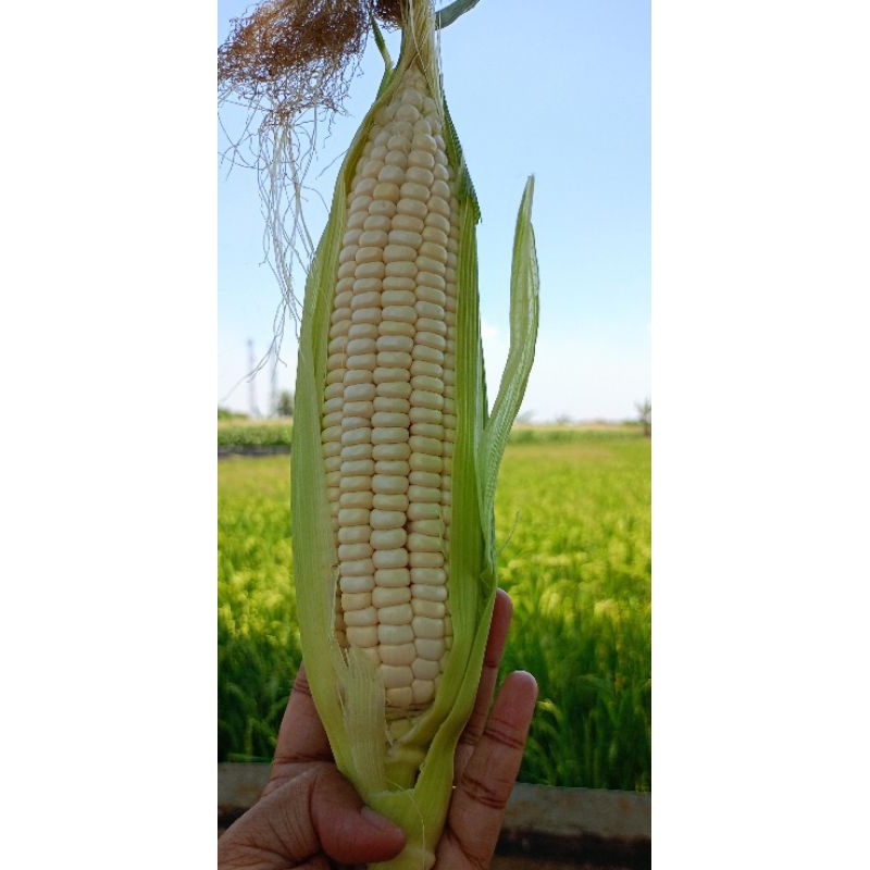 

Jagung Ketan Putih / Jagung Pulut (fresh 1kg)