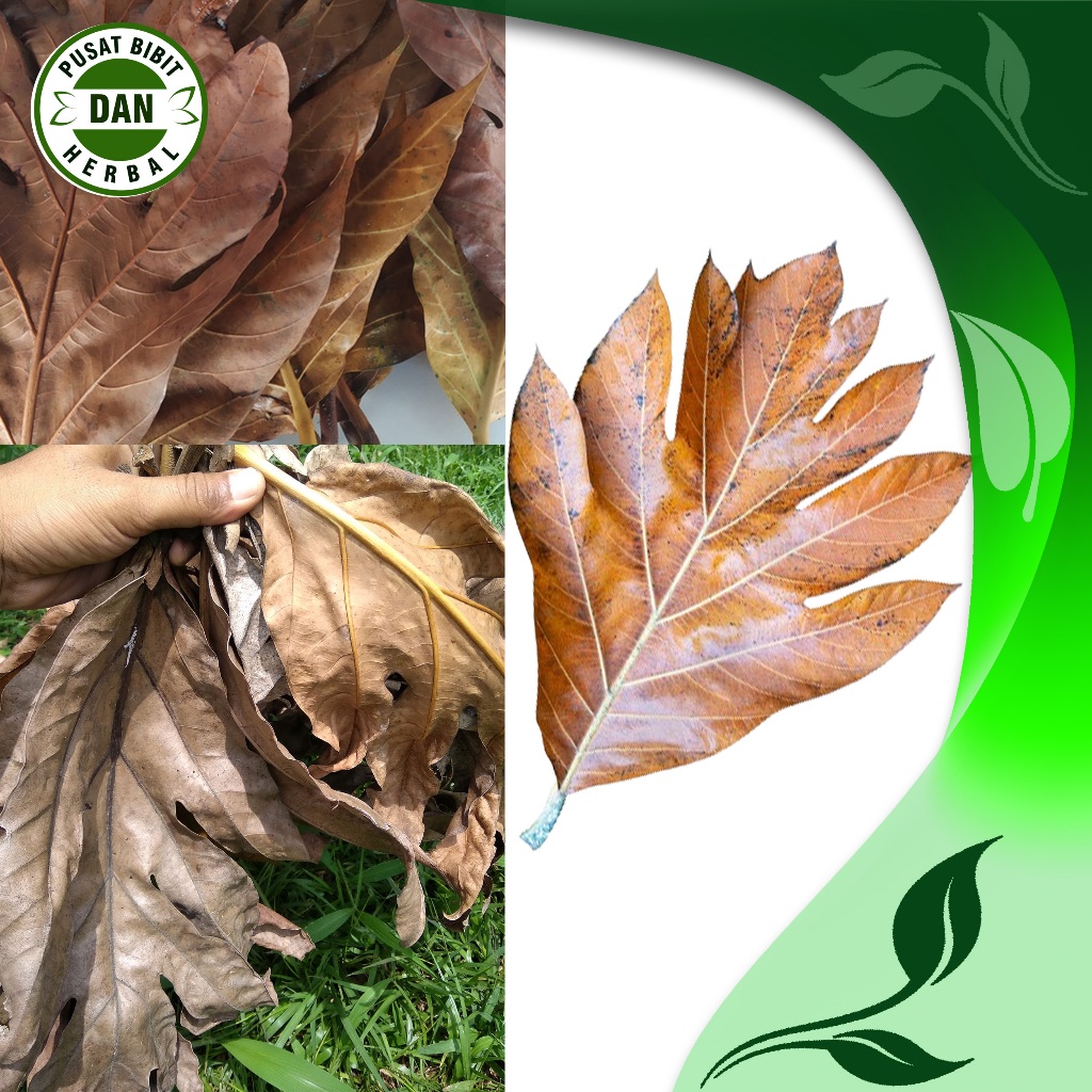 

Daun sukun kering obat herbal alami 500 gram - Pusat bibit Dan Herbal