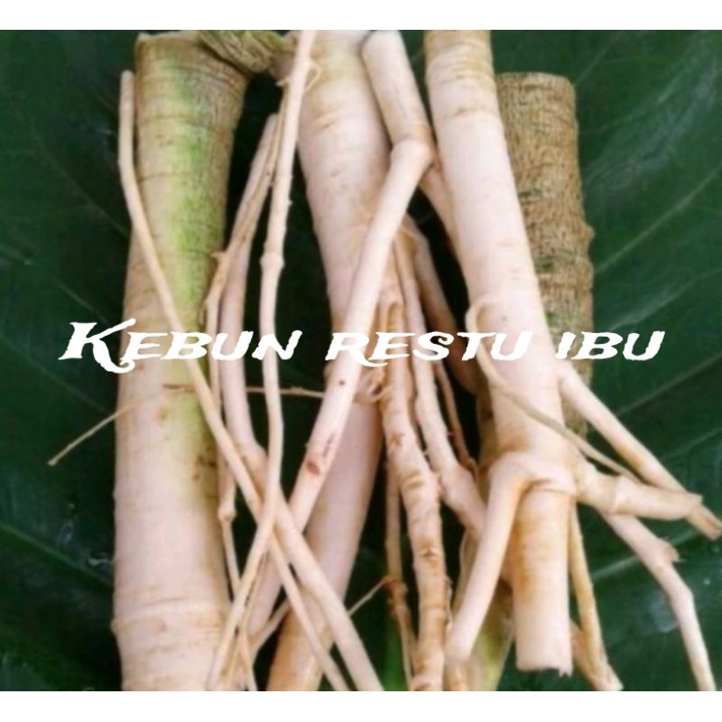 

Akar pepaya/akar gandul segar 200gr