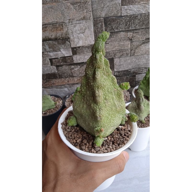 Pseudolithos cubiformis. size jumbo. perform unik. on pot 10cm. kaktus kolektor item