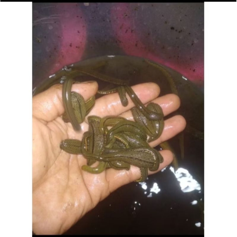 lintah hidup terapi size sedang besar premium