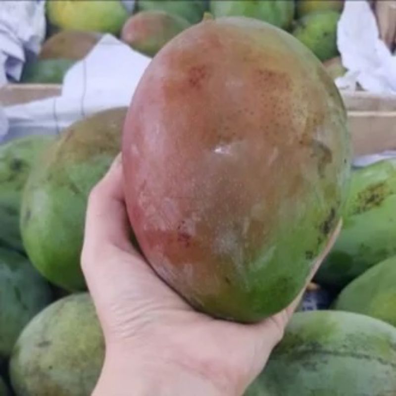 

Mangga Brazil Seger TERMURAH