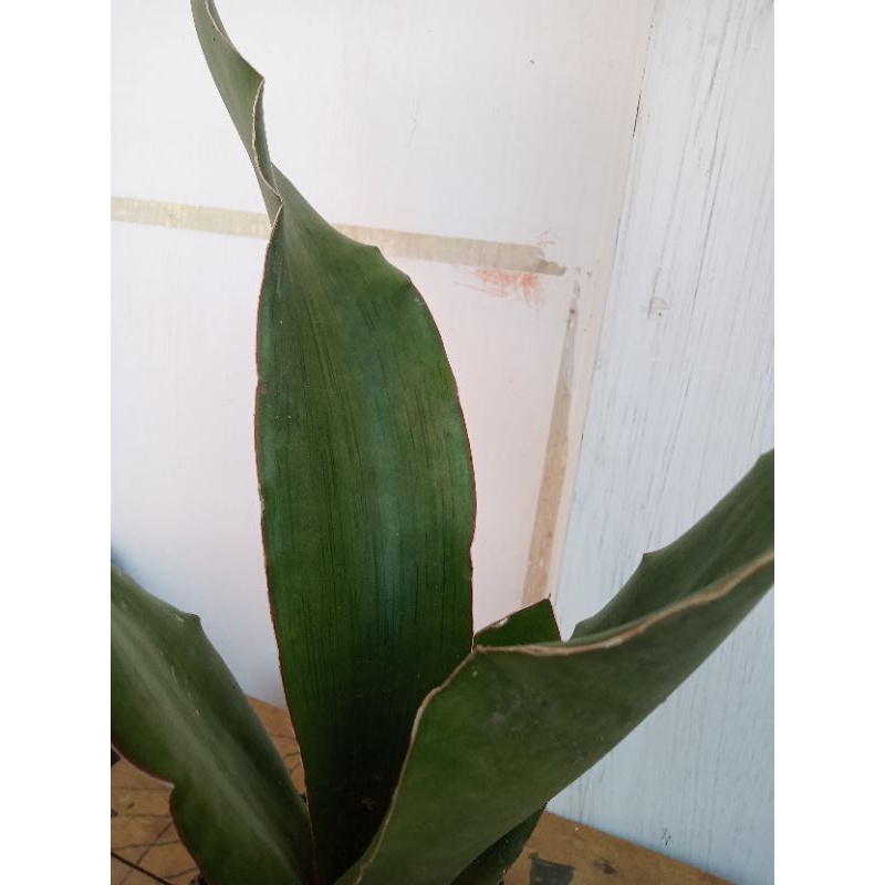 Sansevieria Mayer ranch