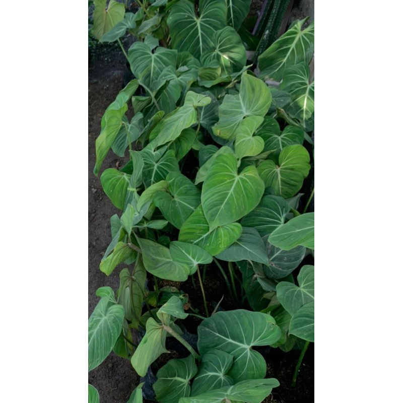 Philodendron Gloriosum, Mcdowell