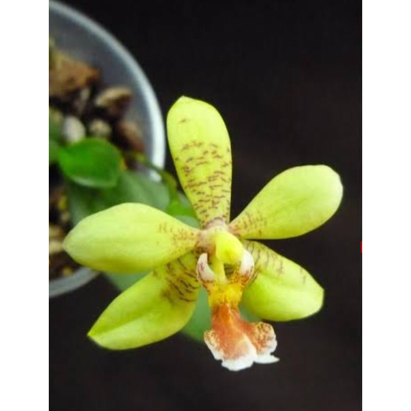 Anggrek Phalaenopsis Floresiensis X Stuartiana | Anggrek Bulan Murah | Plant Seedling
