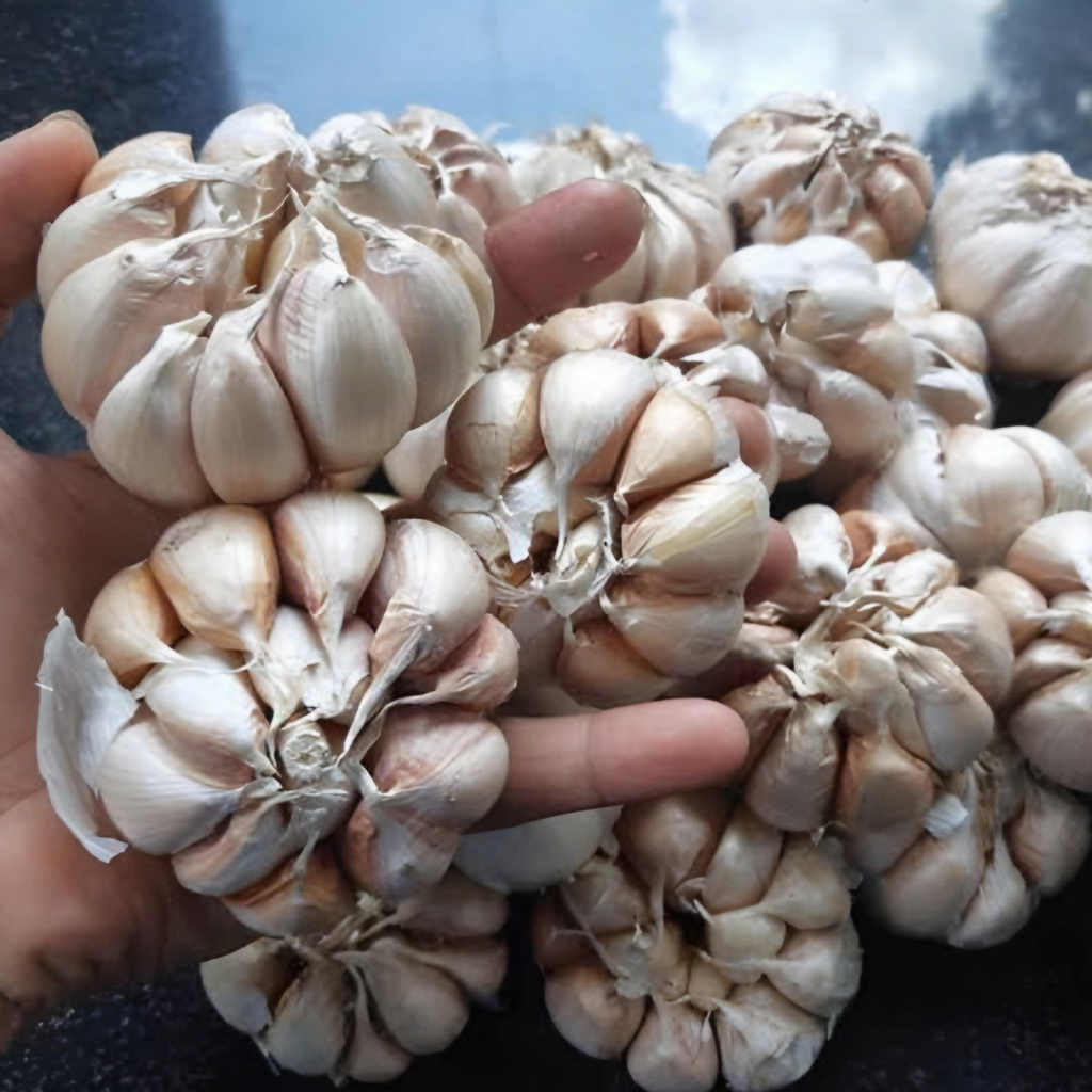 

Bawang putih garlic premium - Bumbu rempah garlik dapur fresh/segar bawang putih kualitas terbaik