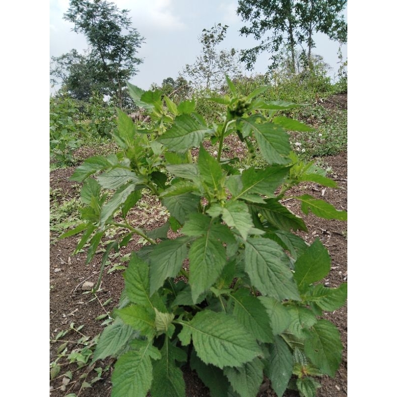 

lalapan daun sinteong/ jambrong 250grm