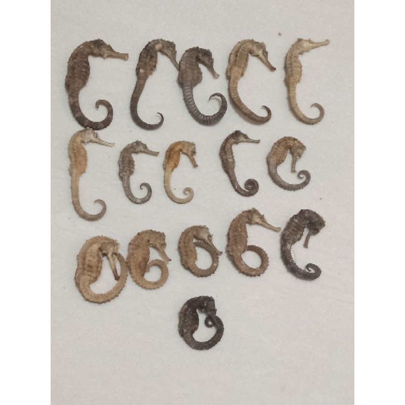 KUDA LAUT KERING ASLI 100%