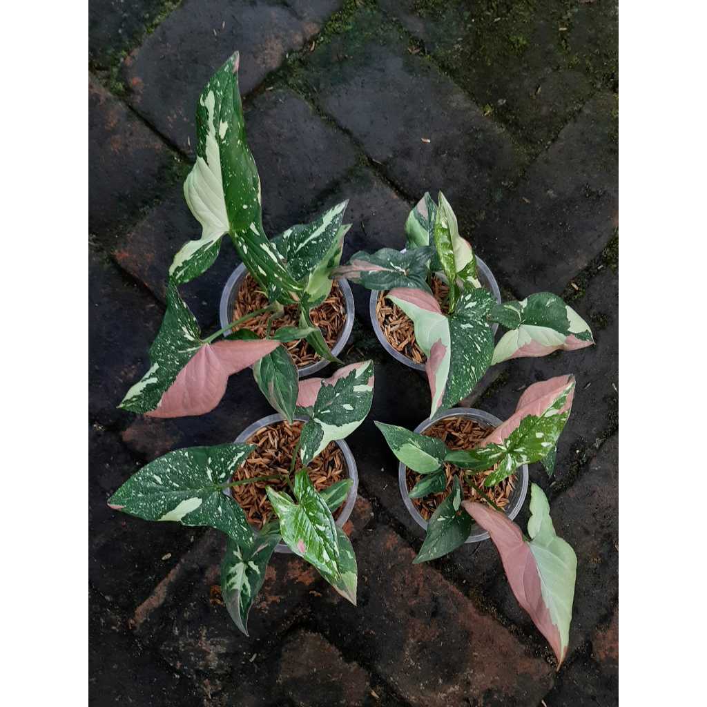 singonium redspot tricolor rimbun murah