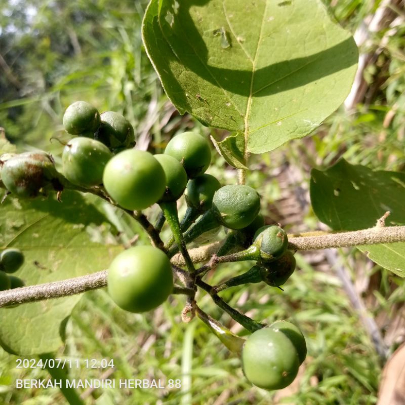 

buah tekokak segar/250gram