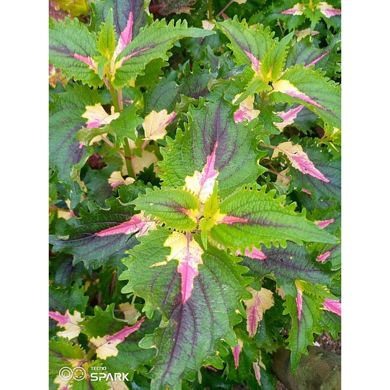 Miana gaun ratu hijau//miana cantik//miana langka//