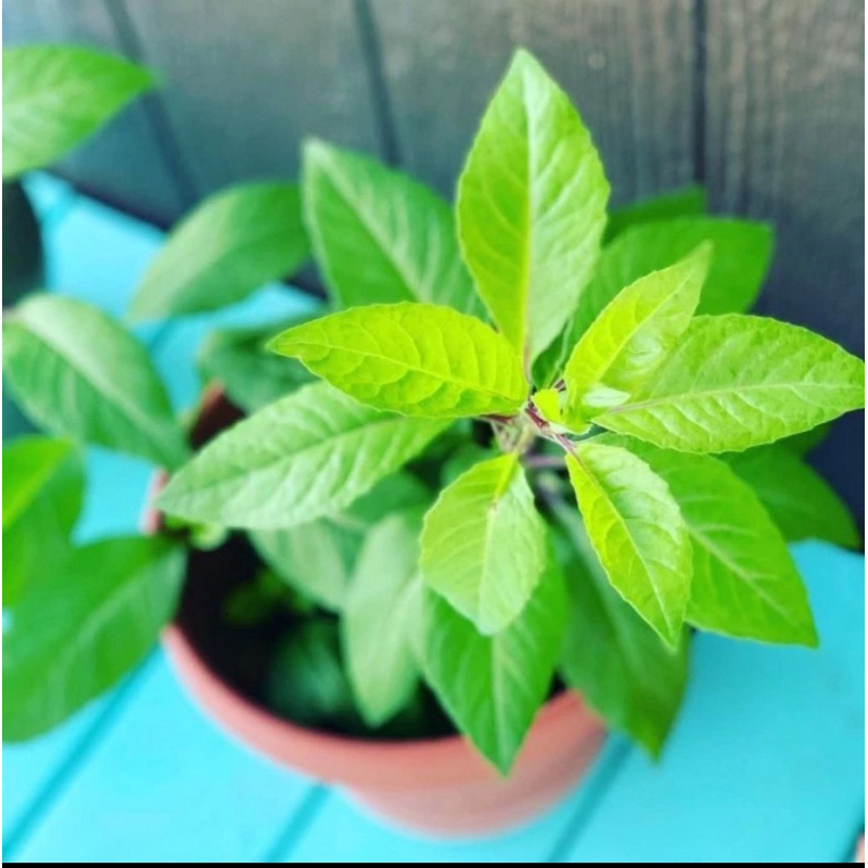 tanaman sambung nyawa tanaman herbal sambung nyawa