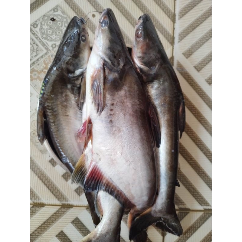 

Ikan patin fresh dan segar 1 kg isi2