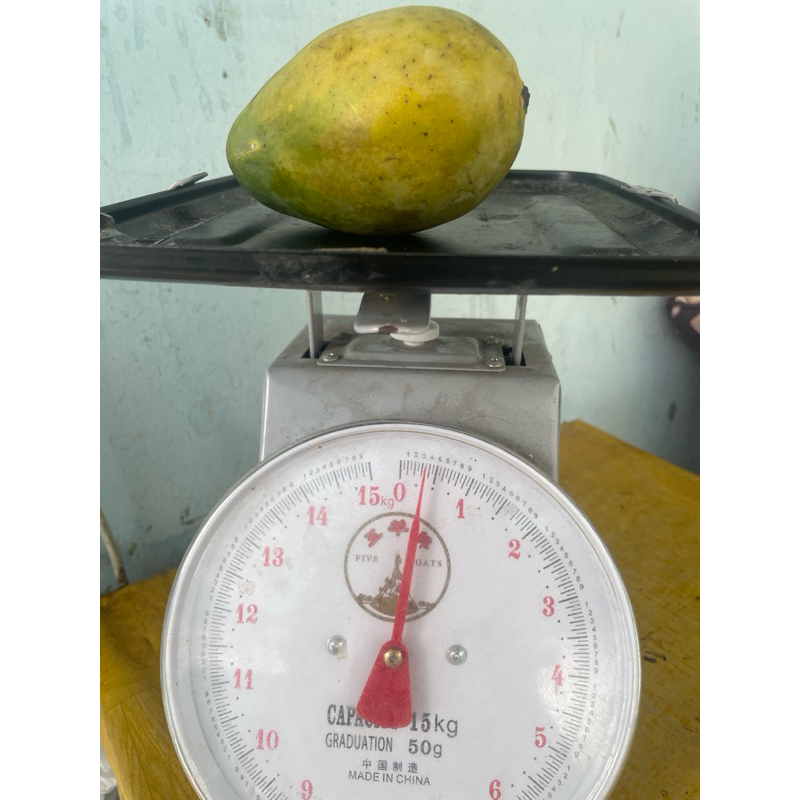 

Mangga harum manis grade B