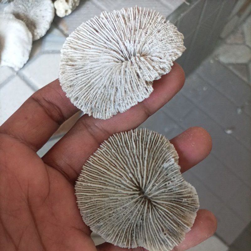 Batu karang laut anemon perbiji batu karang hias batu karang aquarium