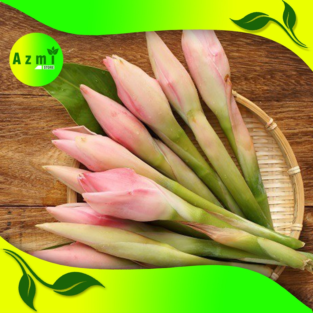 

Rombeh Bunga Honje Segar Combrang