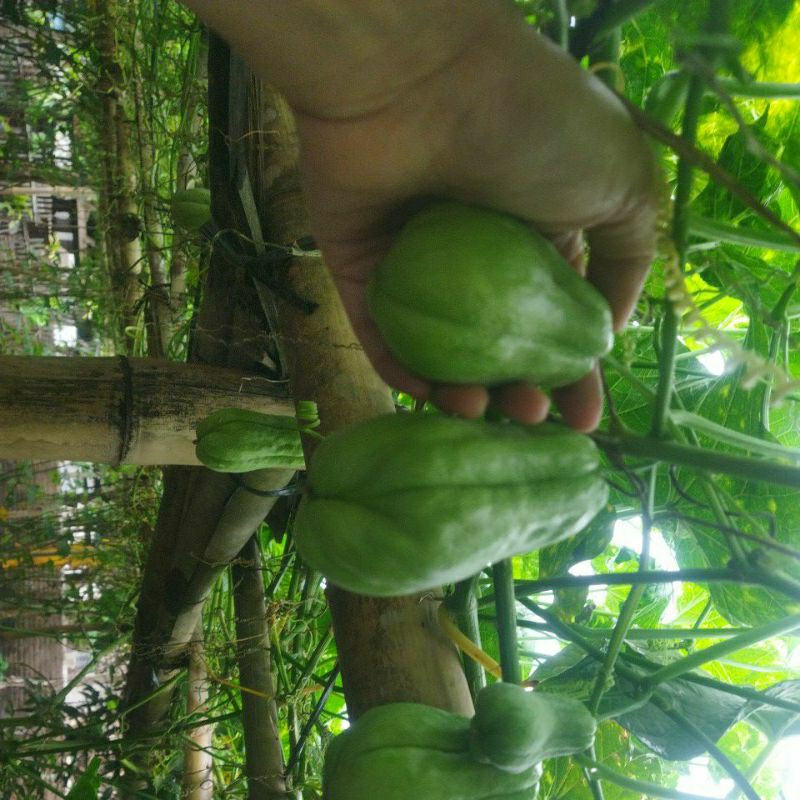 

manisah/ siyem baby segar sekilo isi 14-15 buah