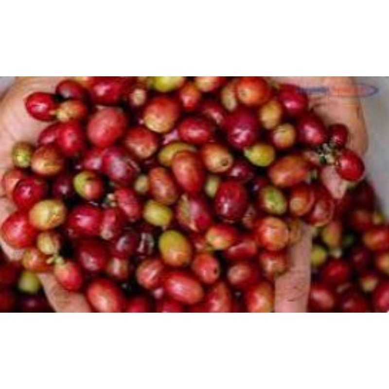 100 seed biji merah kopi arabika ateng super