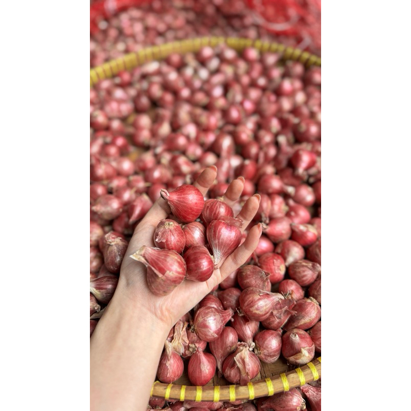 

Bawang Merah Probolinggo Besar 1/2kg