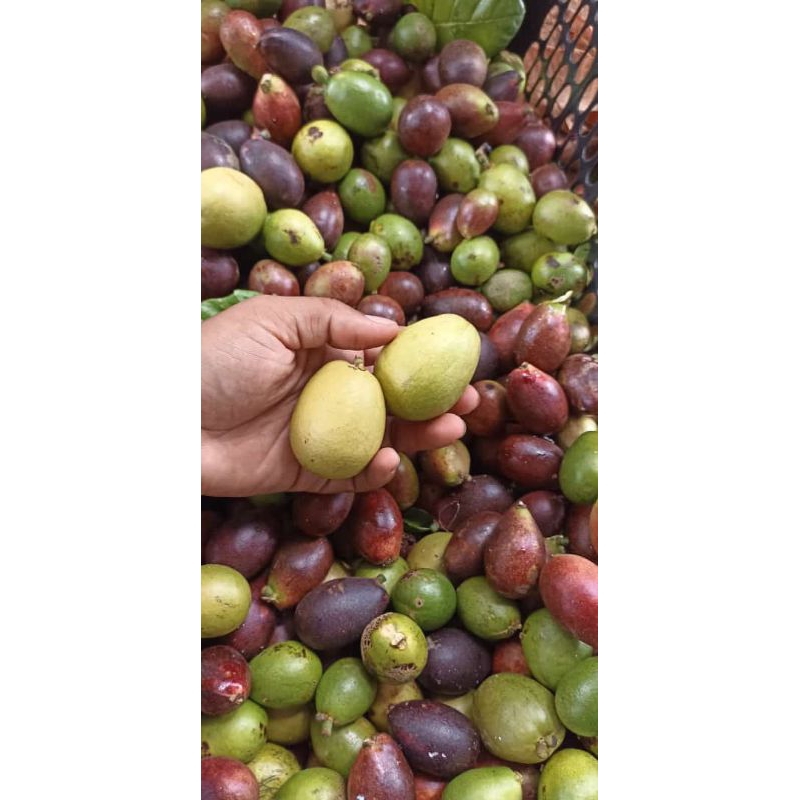 

Buah matoa fresh 2 KG