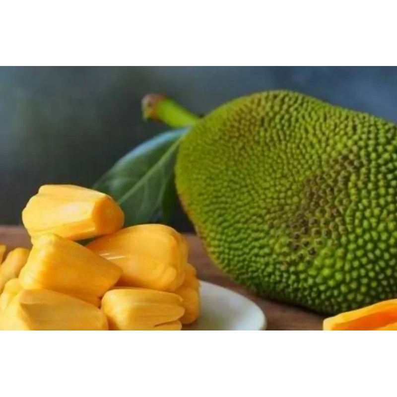 Bibit Nangka Madu Jumbo super unggul.