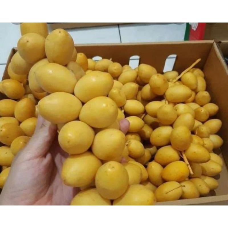 

Kurma Muda Kuning Untuk Promil 500 Gram Original