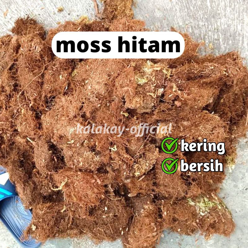 Moss Hitam  Akar Kadaka  Bersih 1kg / Moss Akar Kadaka Media Tanam