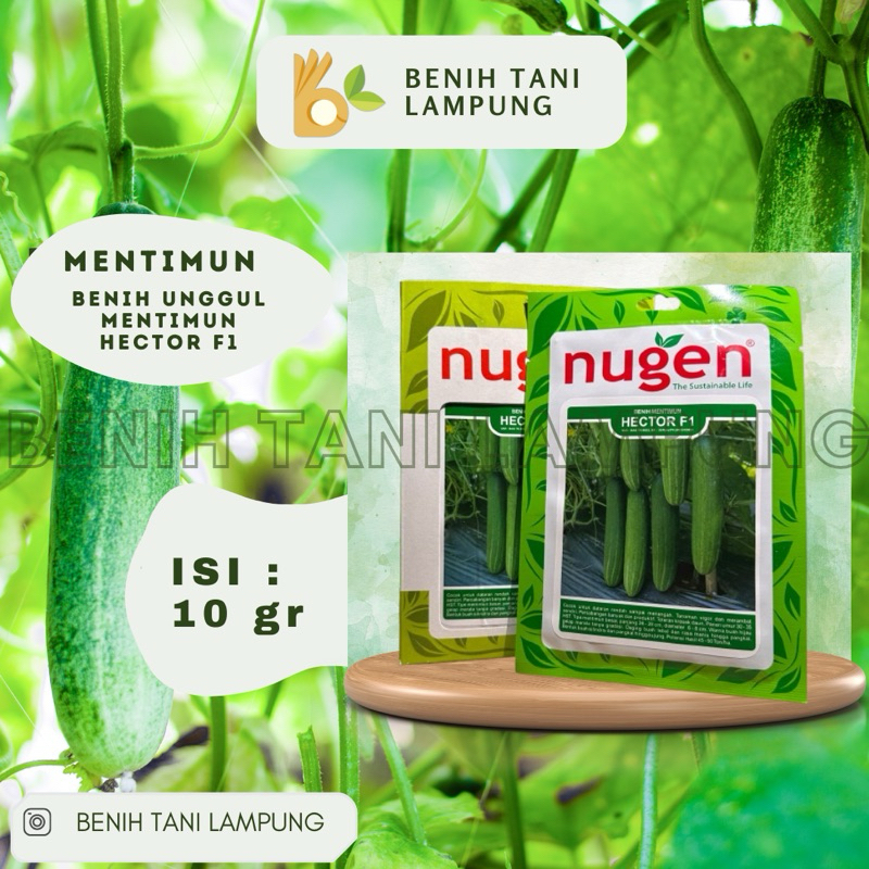 BENIH TIMUN HECTOR 10gr NUGENN