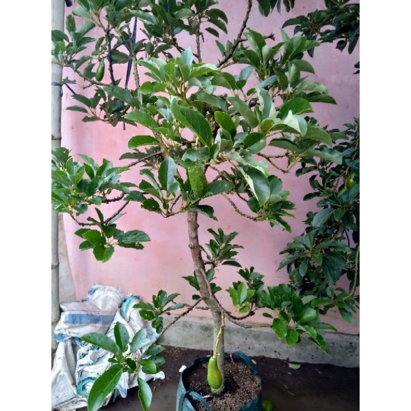 bibit alpukat kelud jumbo super